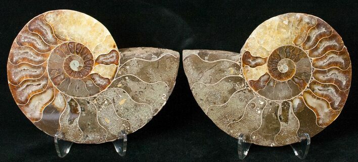 Polished Ammonite Pair - Million Years #15900